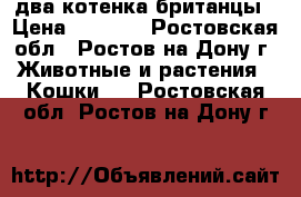 два котенка британцы › Цена ­ 2 000 - Ростовская обл., Ростов-на-Дону г. Животные и растения » Кошки   . Ростовская обл.,Ростов-на-Дону г.